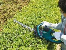 Đánh giá máy cắt tỉa hàng rào Makita UH353DSY pin 18V bán chạy