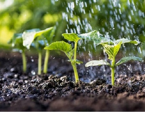 Độ ẩm đất thích hợp cho cây trồng