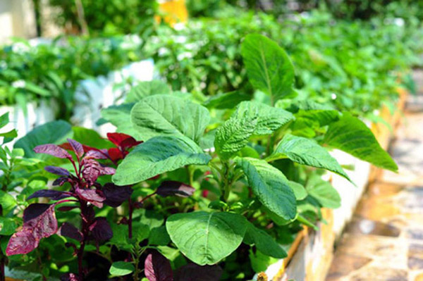Rau dền dễ trồng cho khí hậu nóng 