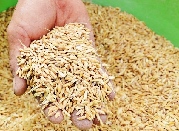 Độ ẩm thích hợp để bảo quản thóc gạo