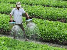 Độ mặn bao nhiêu thì tưới cây được