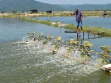 cách tăng độ mặn cho ao nuôi tôm