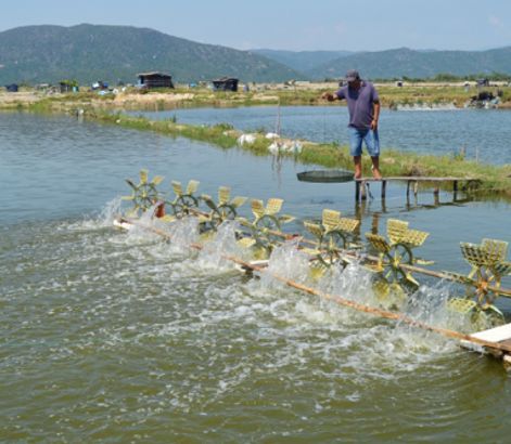 cách tăng độ mặn cho ao nuôi tôm
