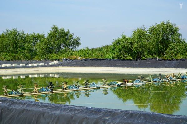 Độ mặn ảnh hưởng rất lớn đến chất lượng nước và môi trường sống của tôm