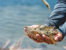 độ mặn thích hợp nuôi tôm thẻ chân trắng