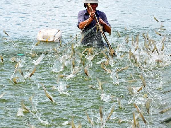 Độ mặn trong ao nuôi tôm thẻ chân trắng nằm trong khoảng từ 10 đến 20 phần nghìn